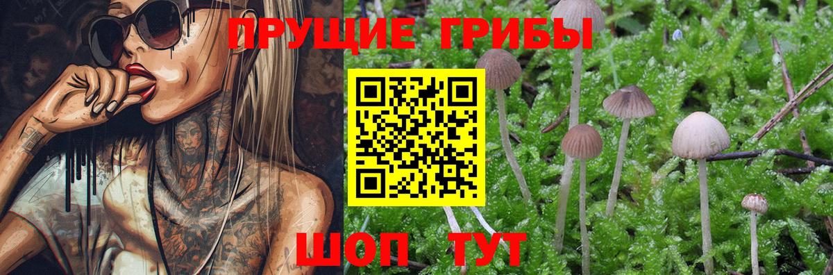 Псилоцибиновые грибы Psilocybe  Вход с VPN  Уварово 